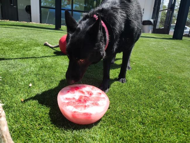 NEST Frozen Fruit Dog Playcare