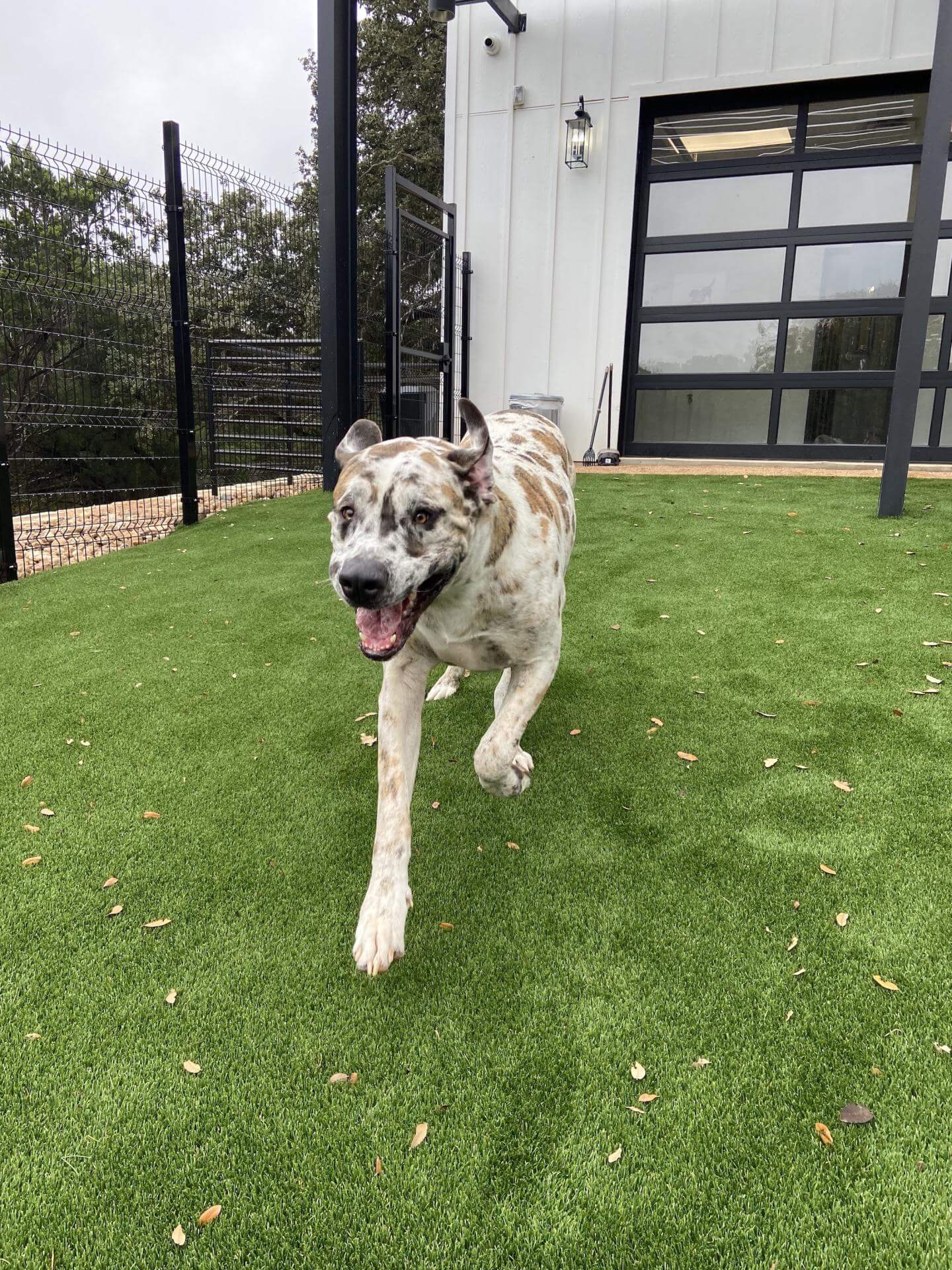 dog running