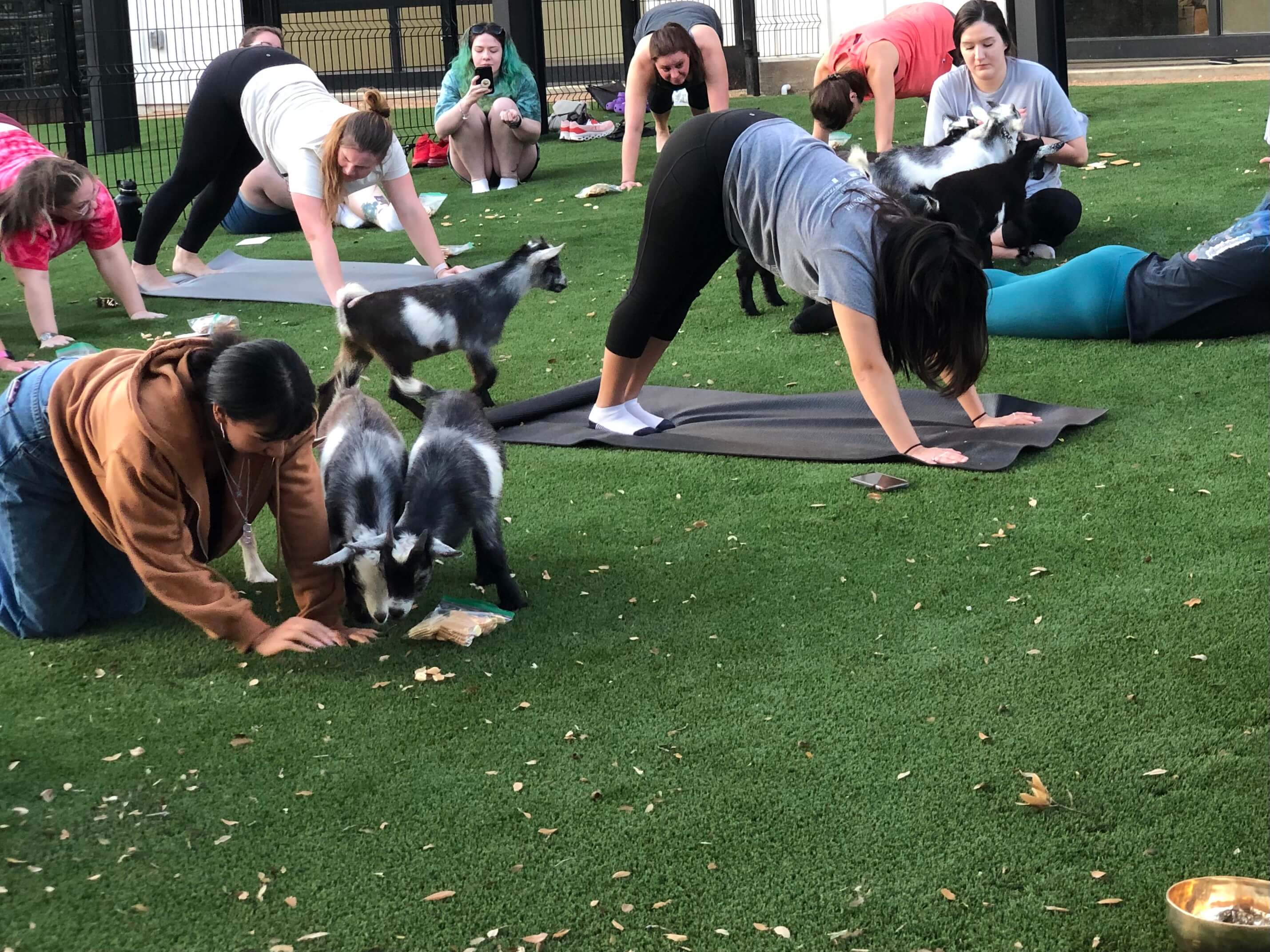 Goat Yoga Event