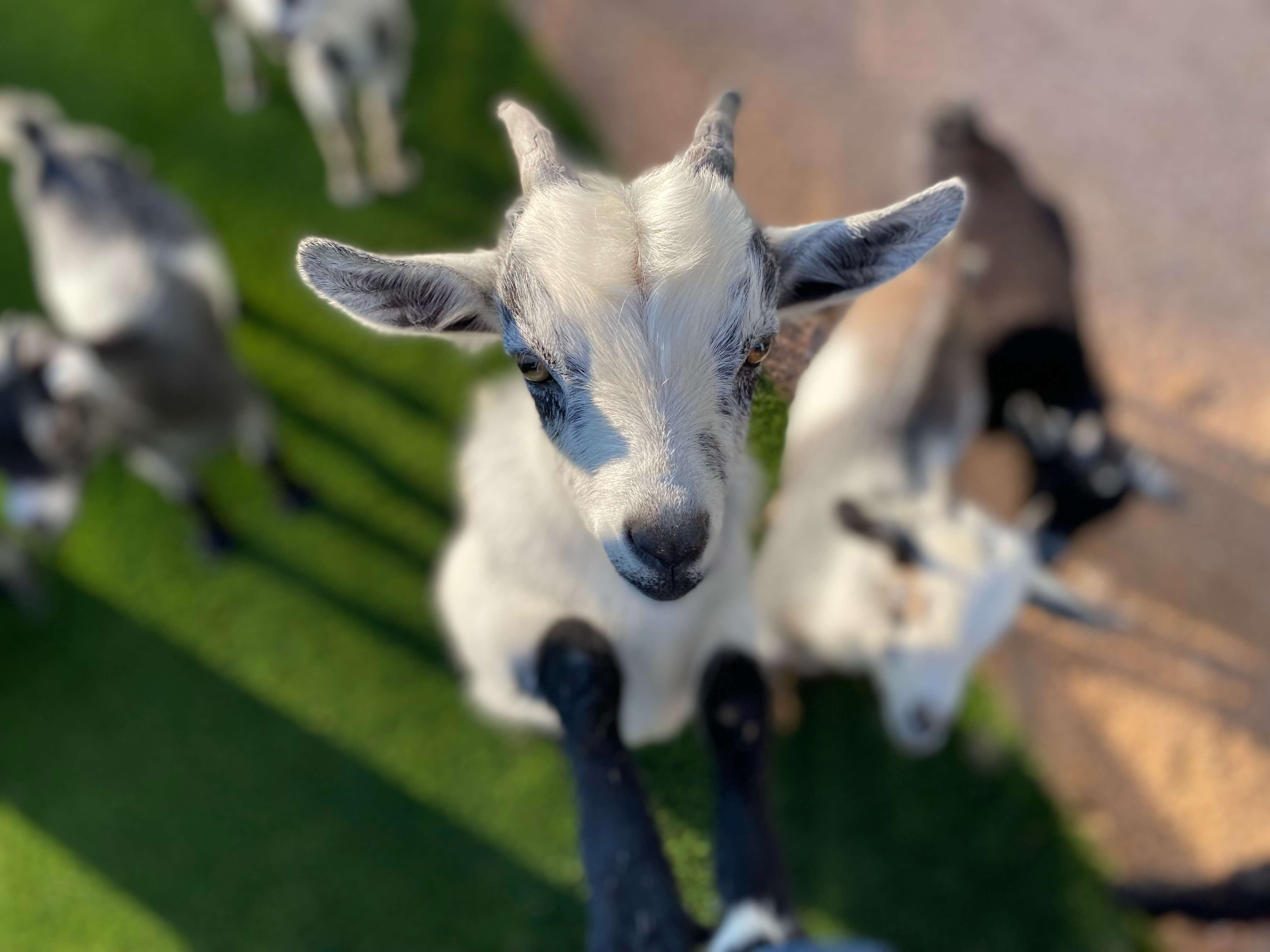 Goat Yoga Event