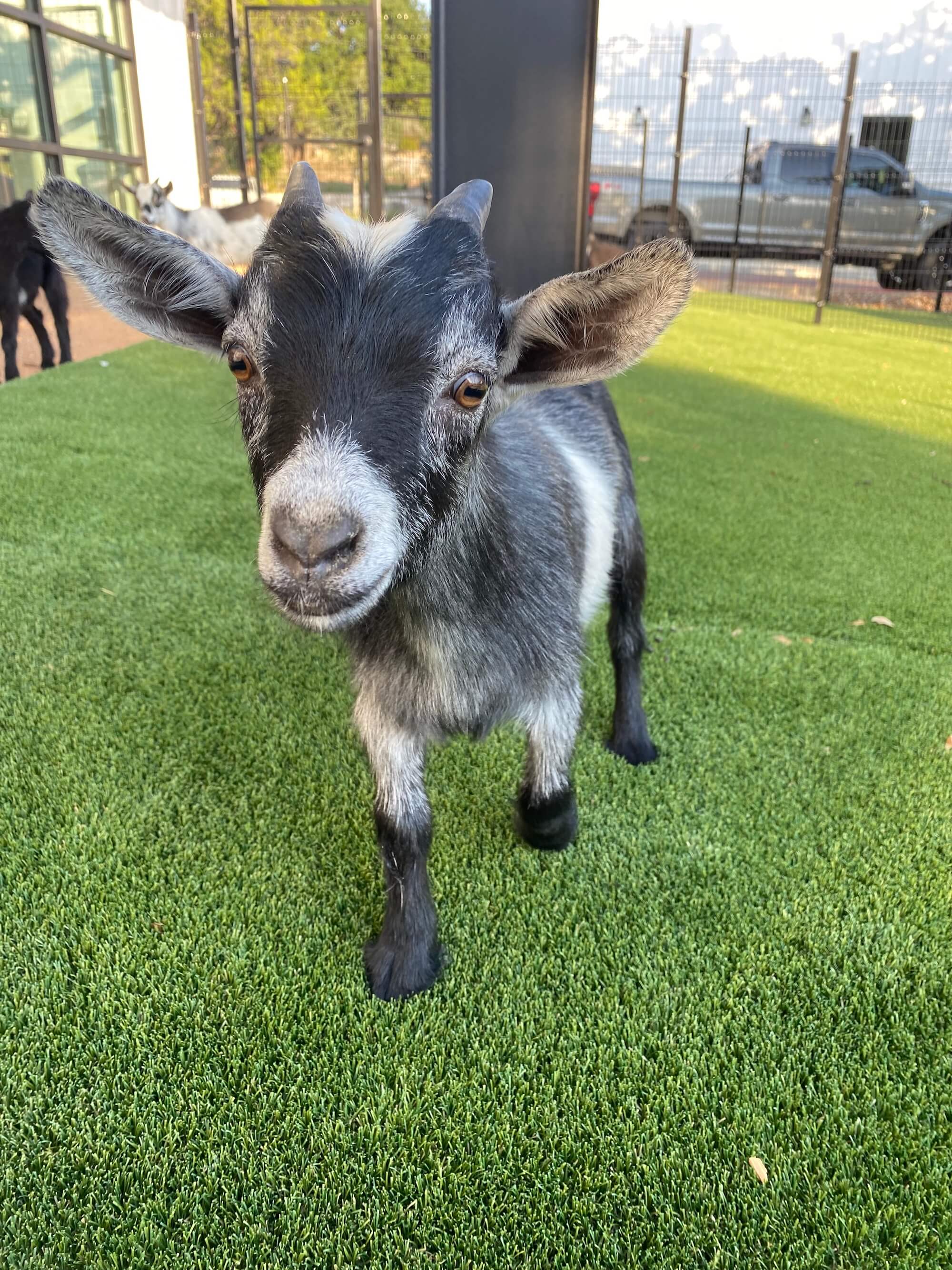 Goat Yoga Event