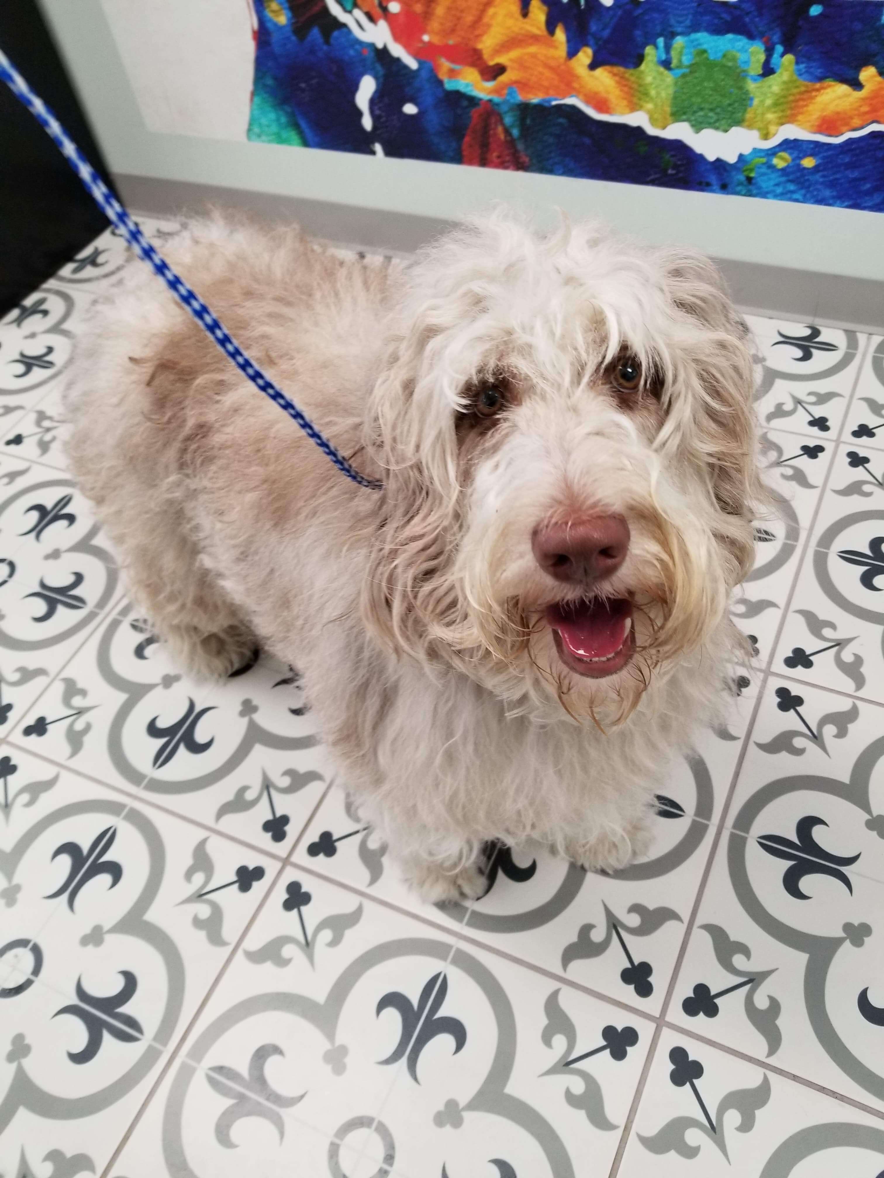 Grooming Dog Before