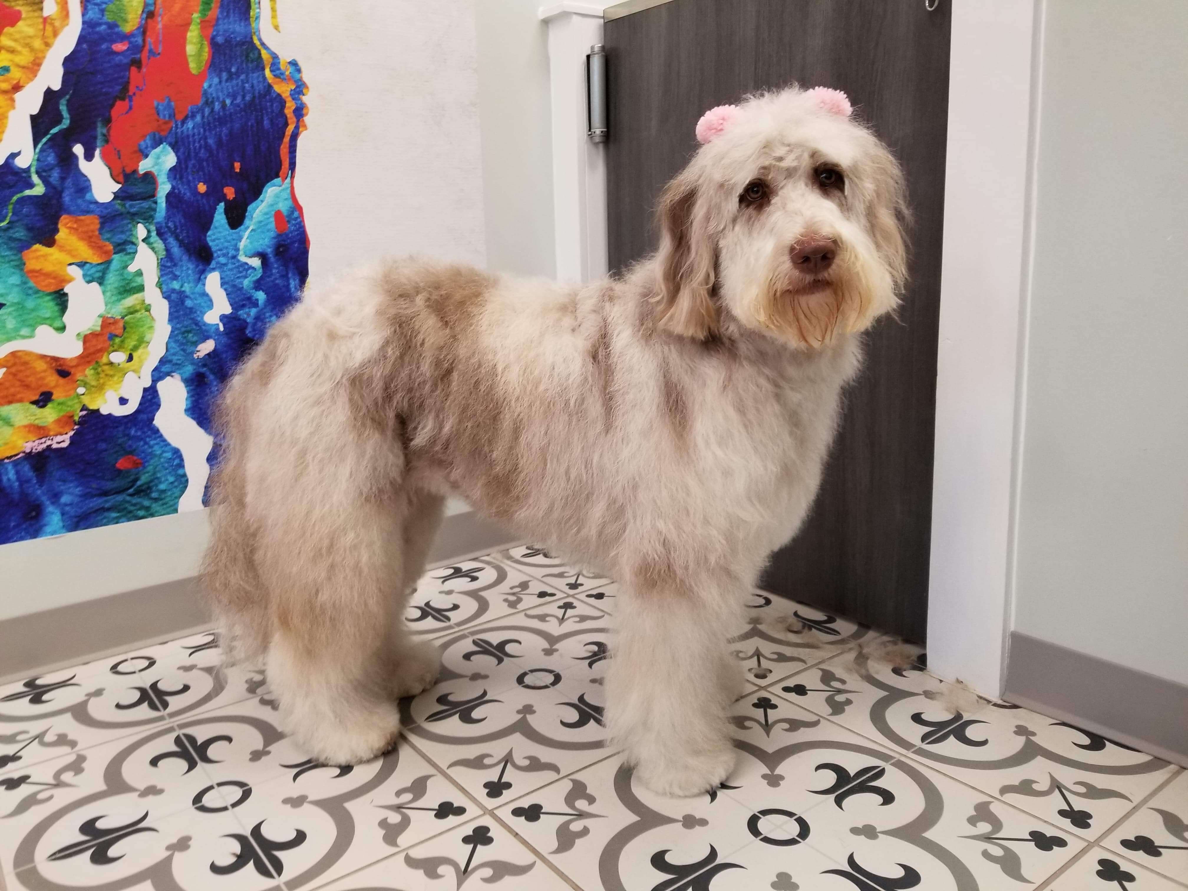 Grooming Dog After