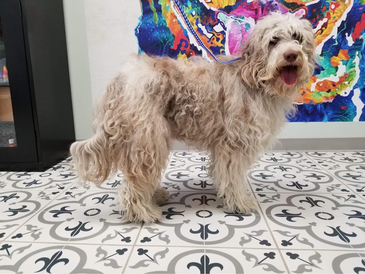 Grooming Dog Before