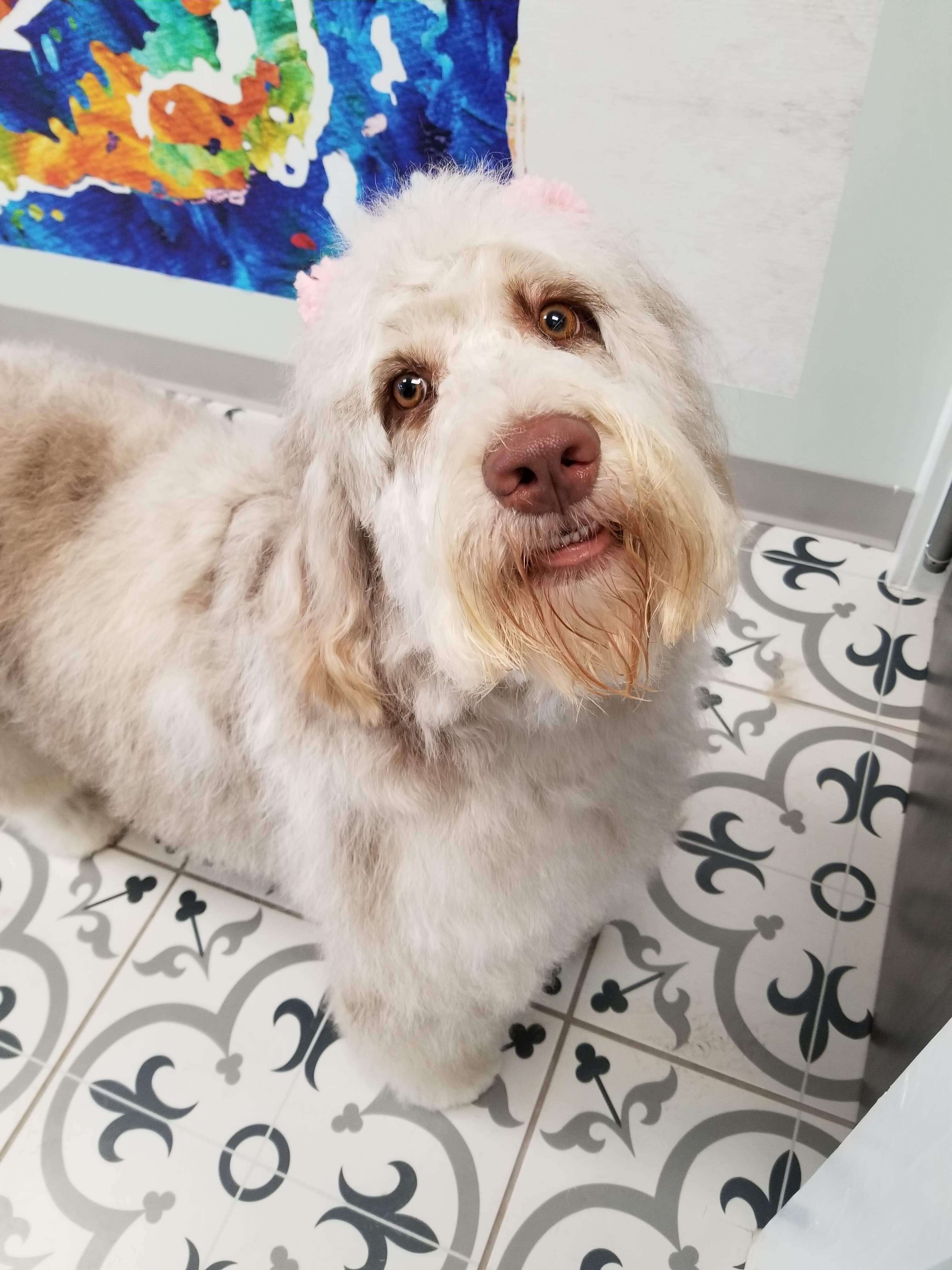 Grooming Dog After