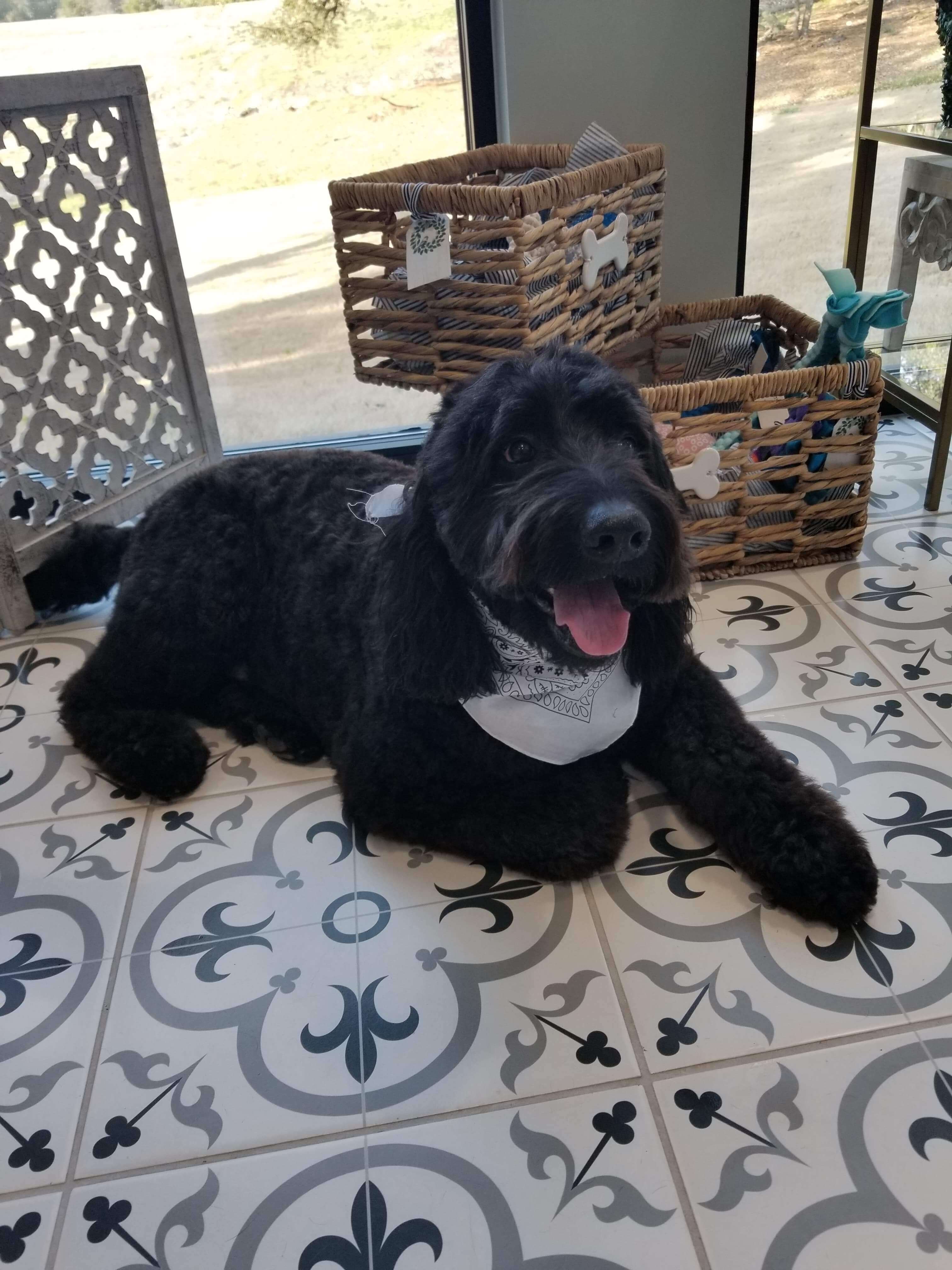 Grooming Dog After