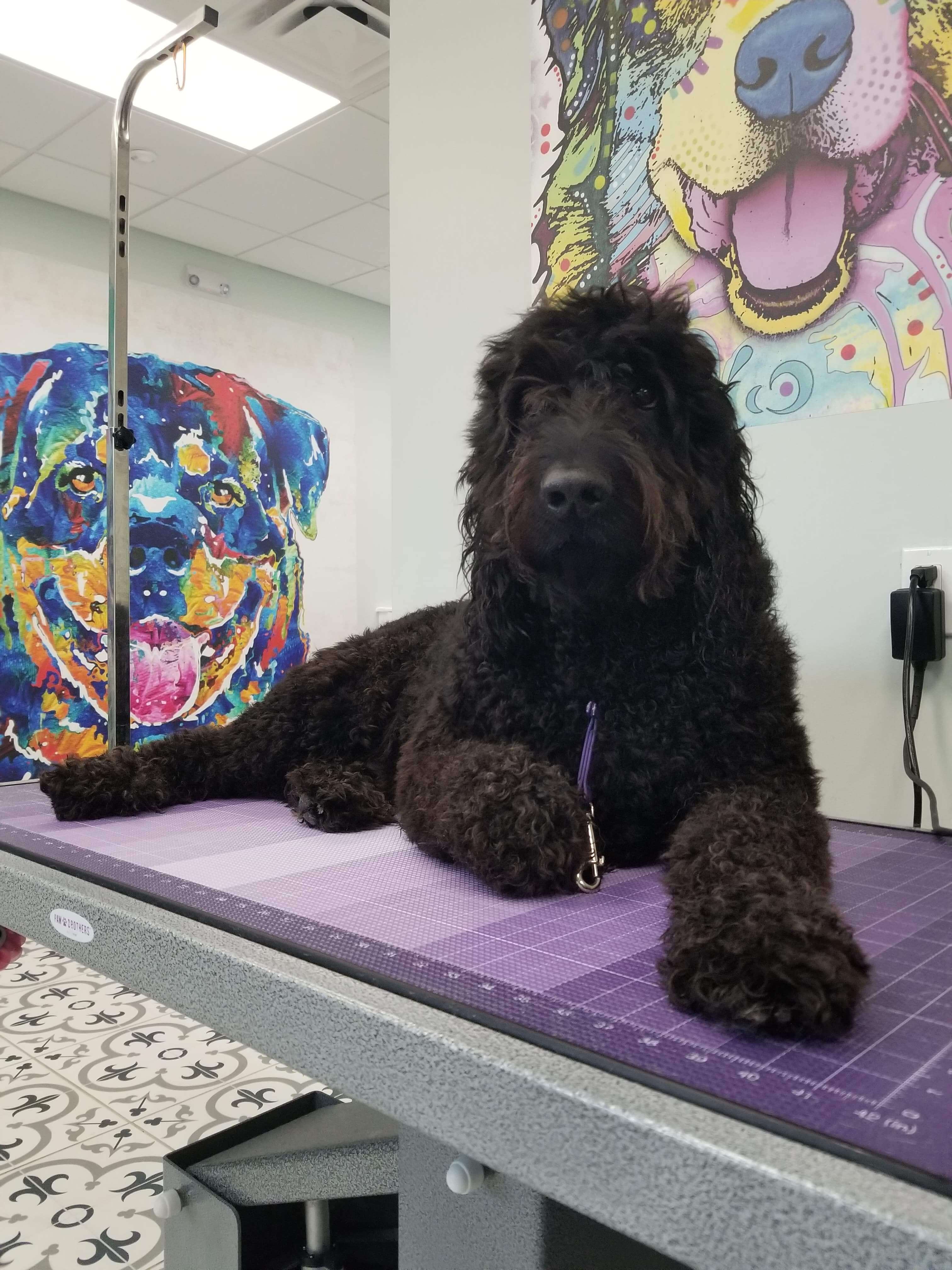 Grooming Dog Before