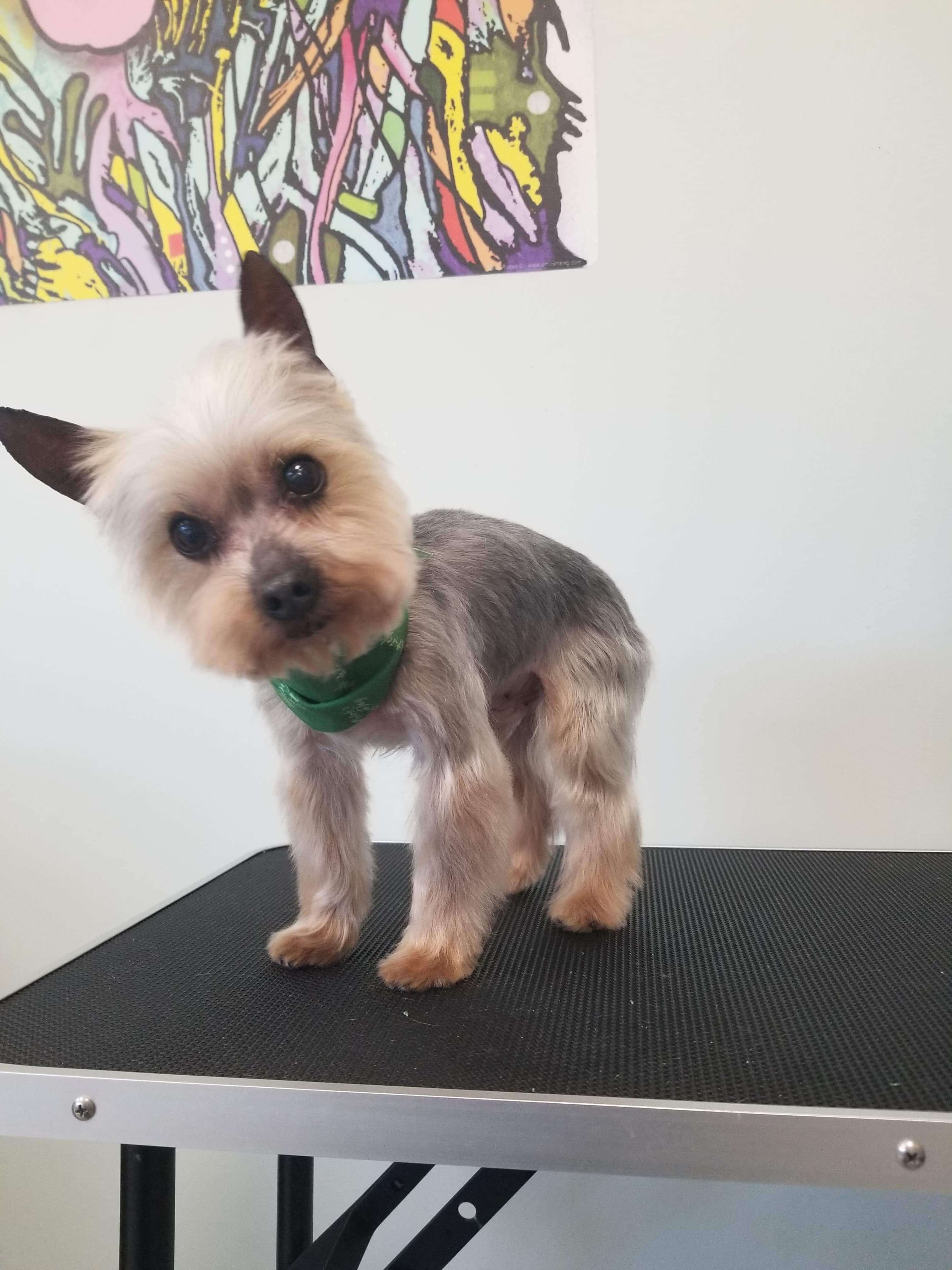 Grooming Dog After