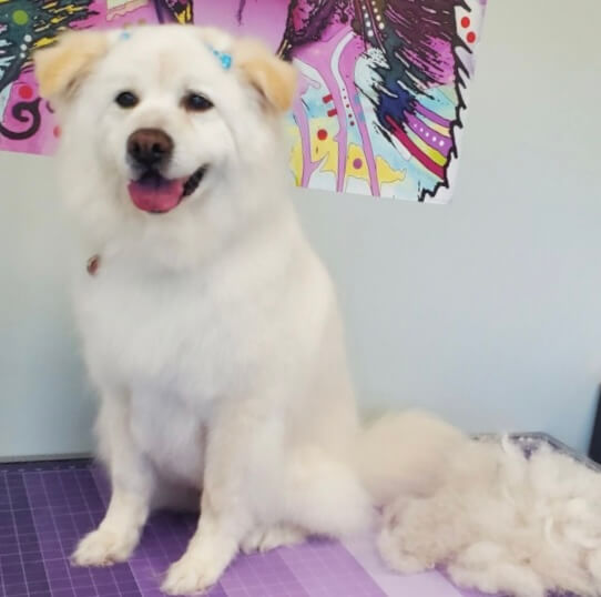 Grooming Dog After