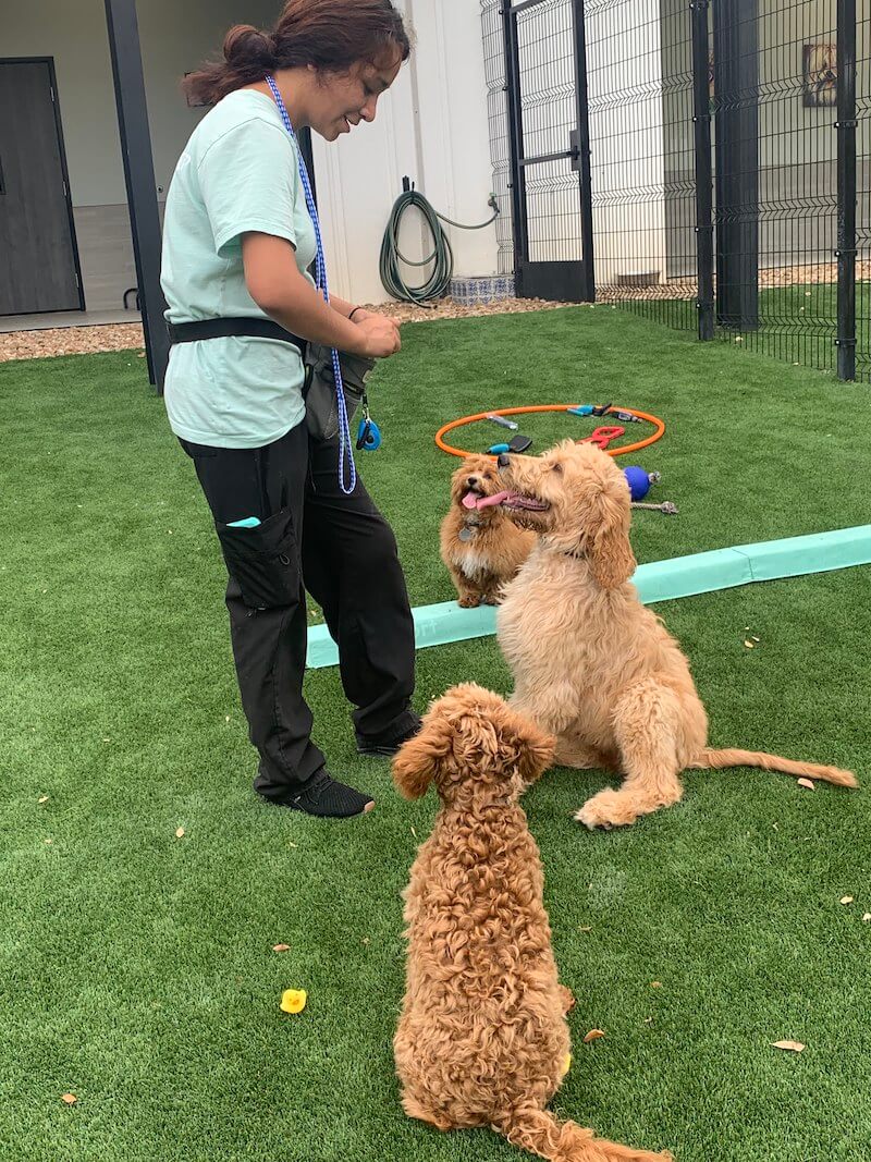 NEST Puppy Camp