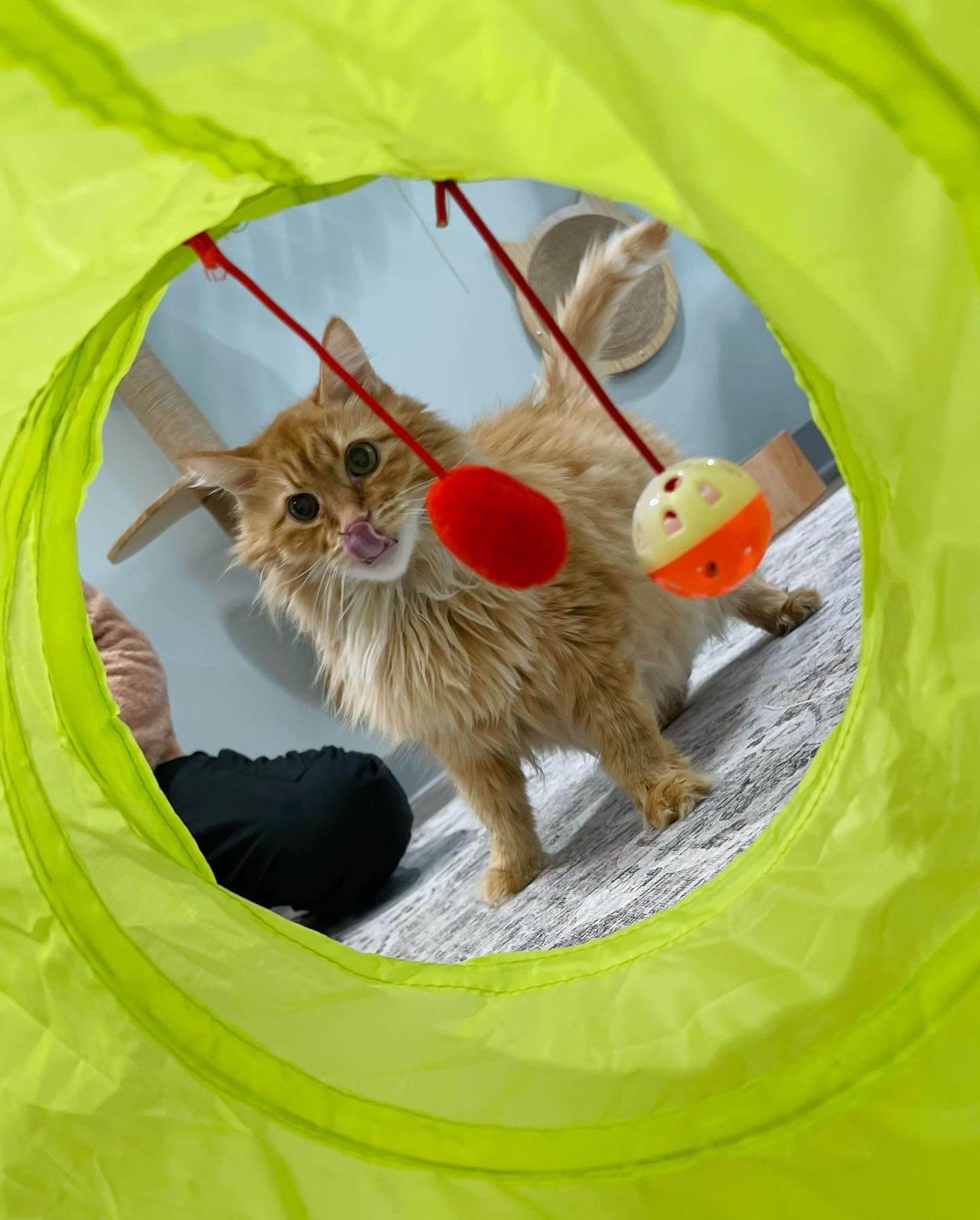 NEST Cat Retreat