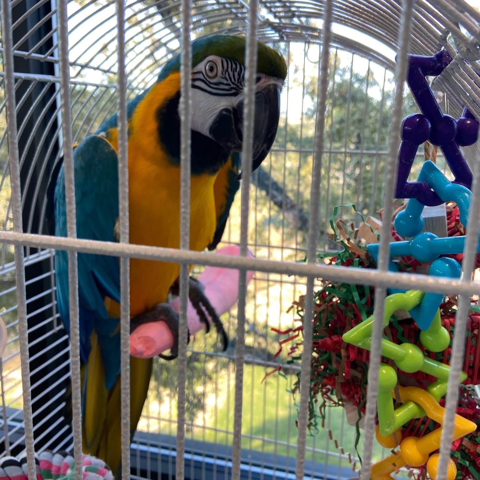 Exotic Pet Retreat