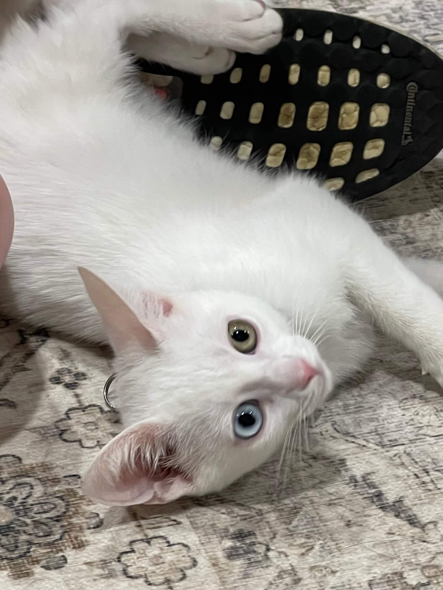 Cat Bi-Eyed Laying Down