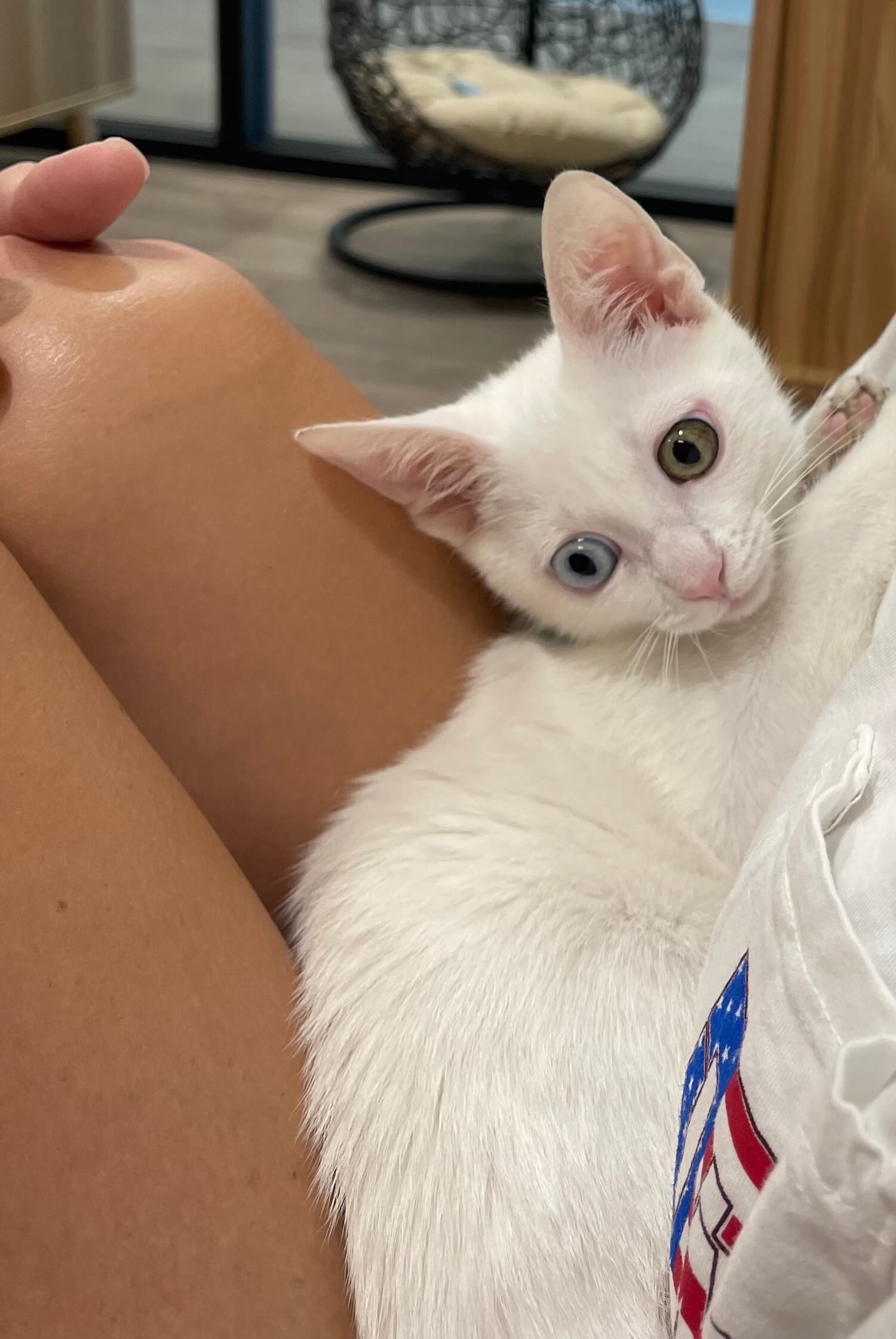 Cat Snuggling