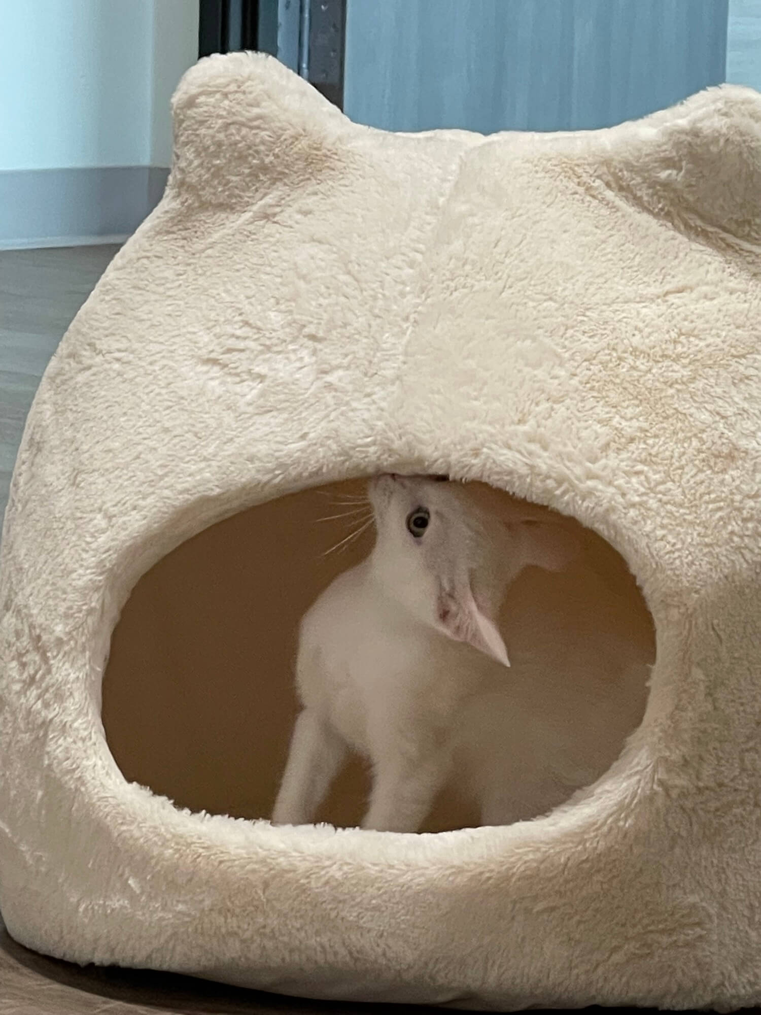 Cat In Nest Bed