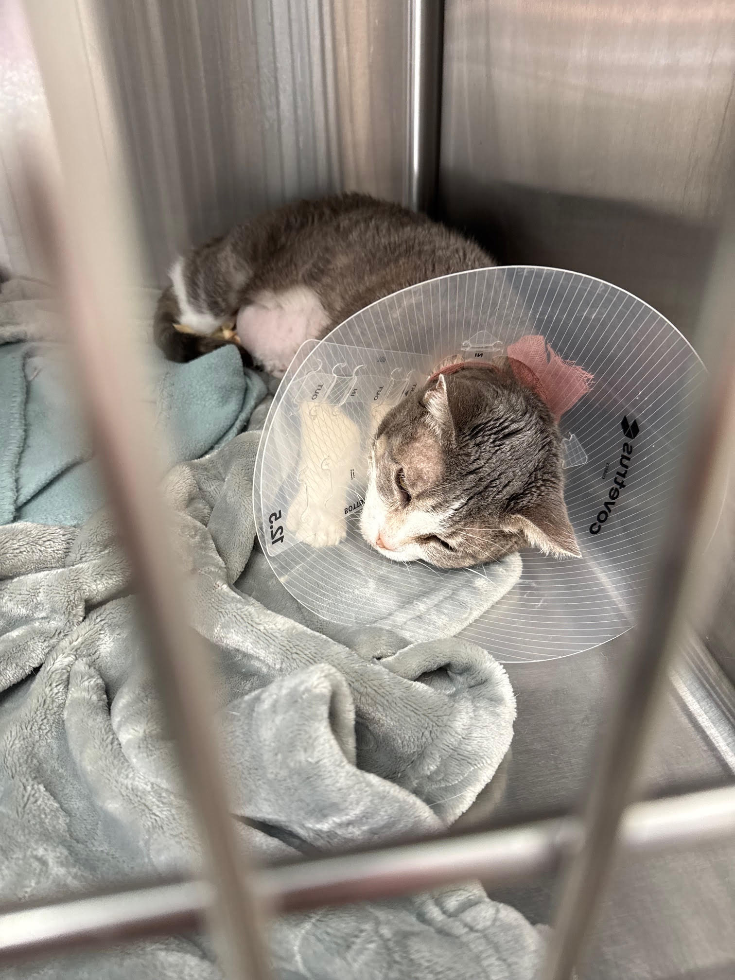A cat at Northern Oaks Animal & Bird Hospital recovering from surgery.