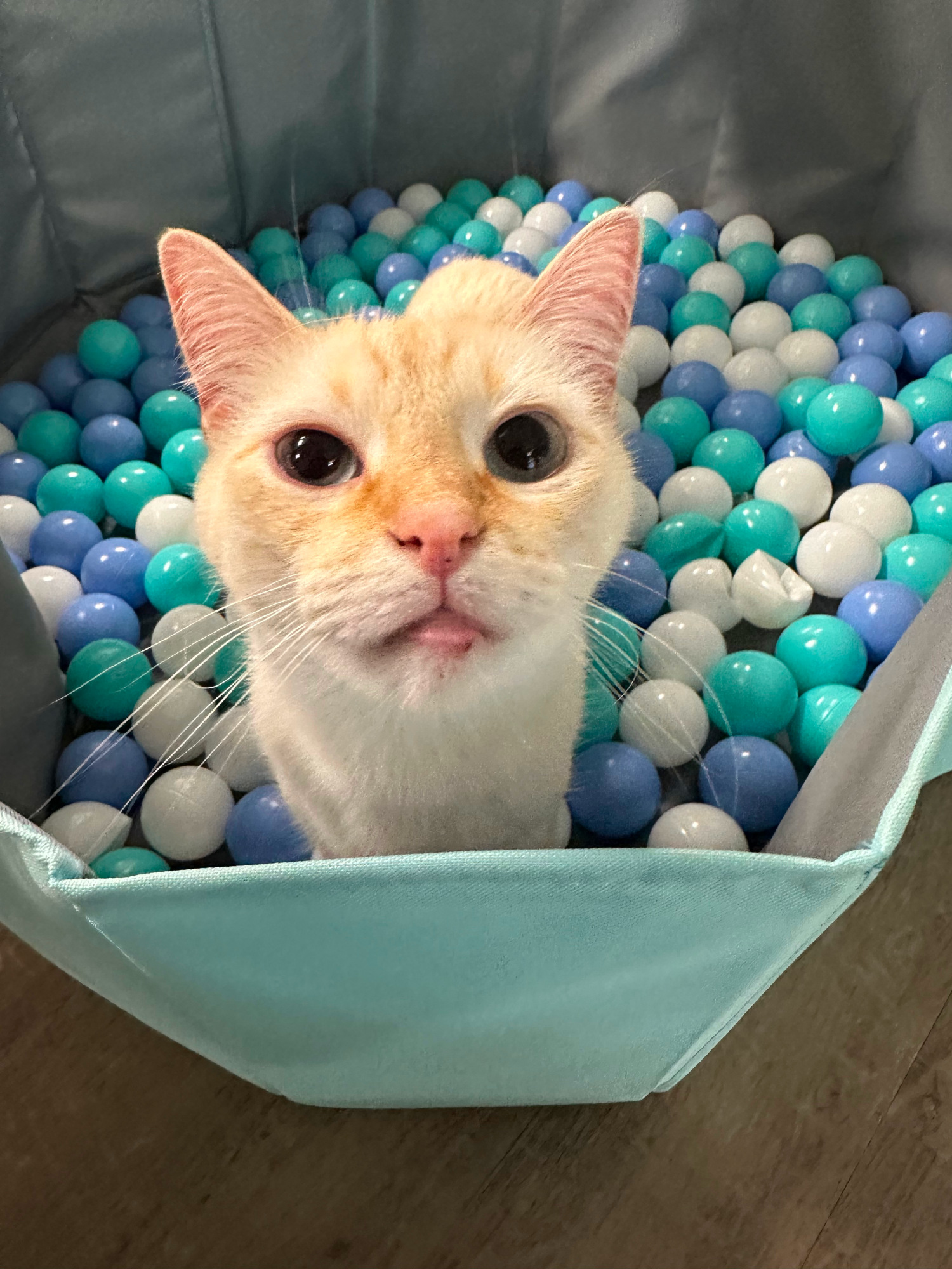 cat in balls