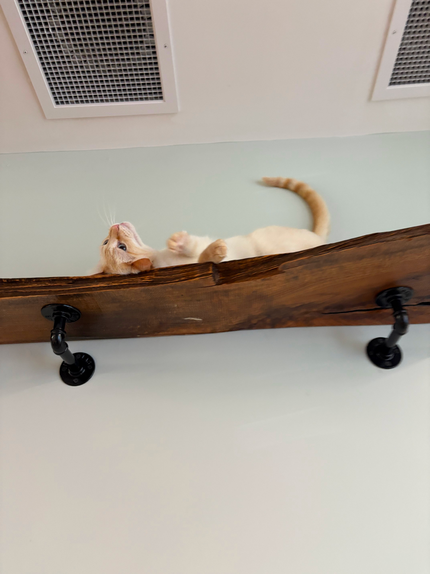 cat gallery