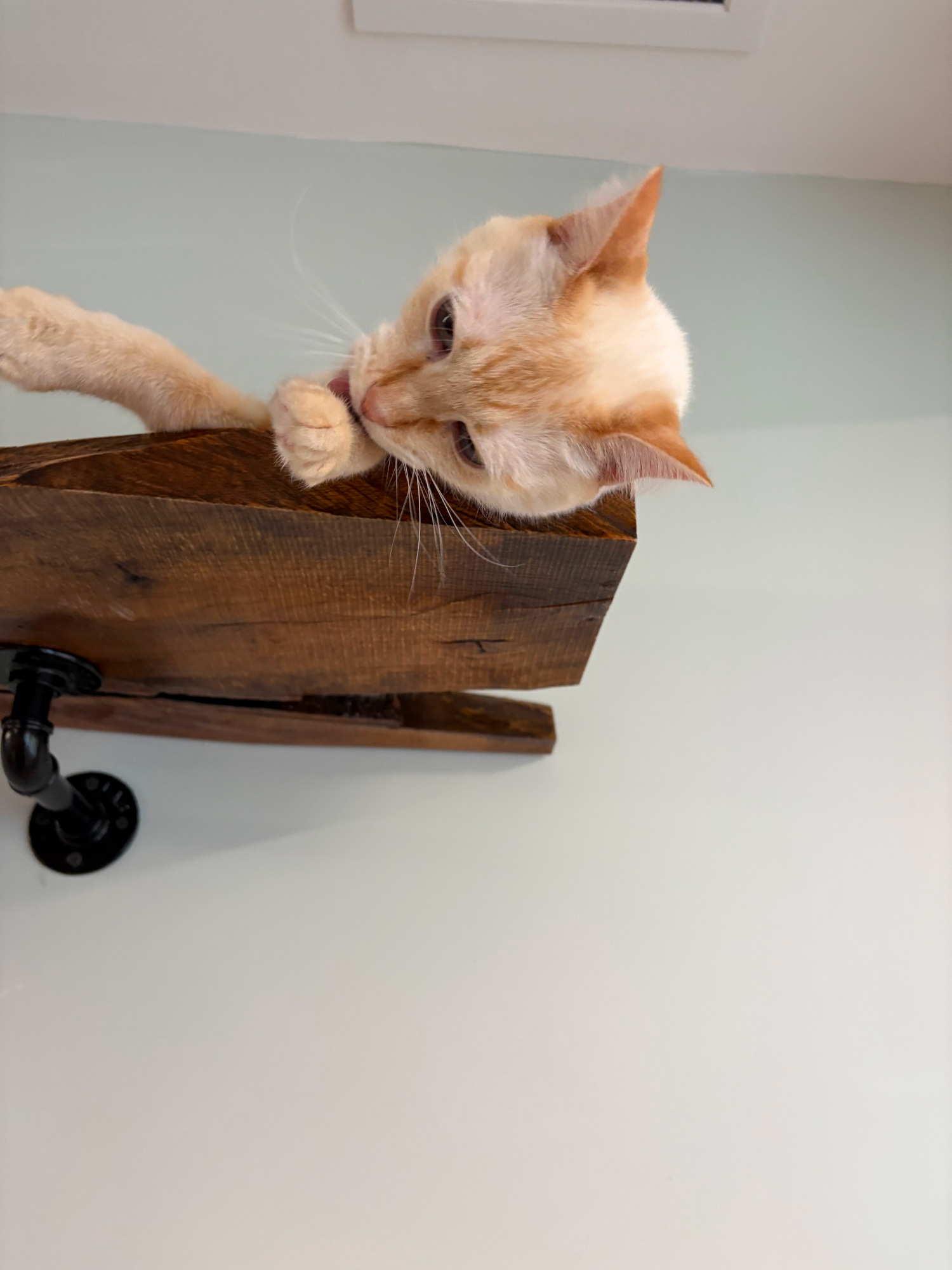 cat gallery shelf