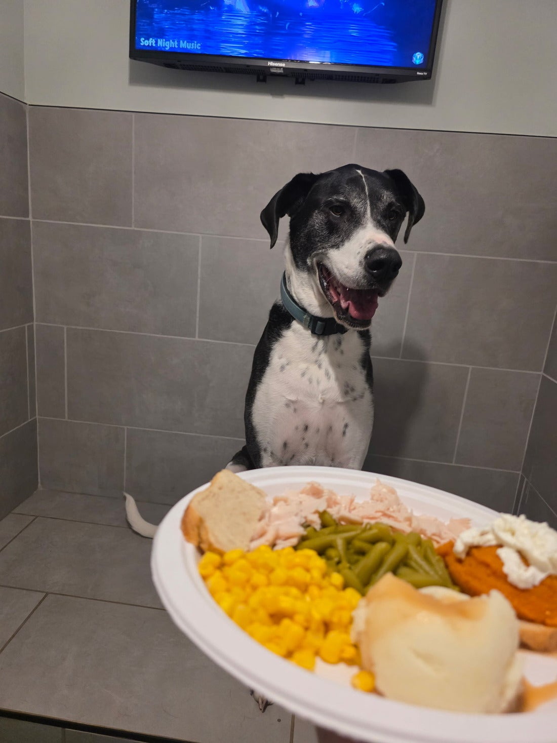 NEST Dog Boarding Retreat 4