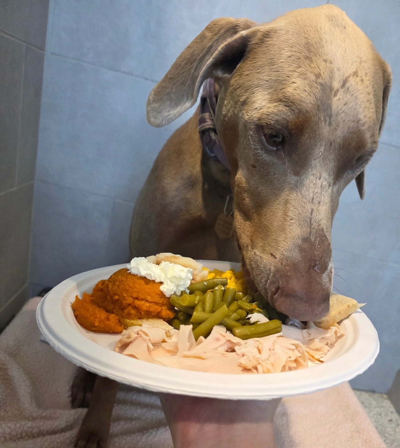 NEST Dog Boarding Retreat 6