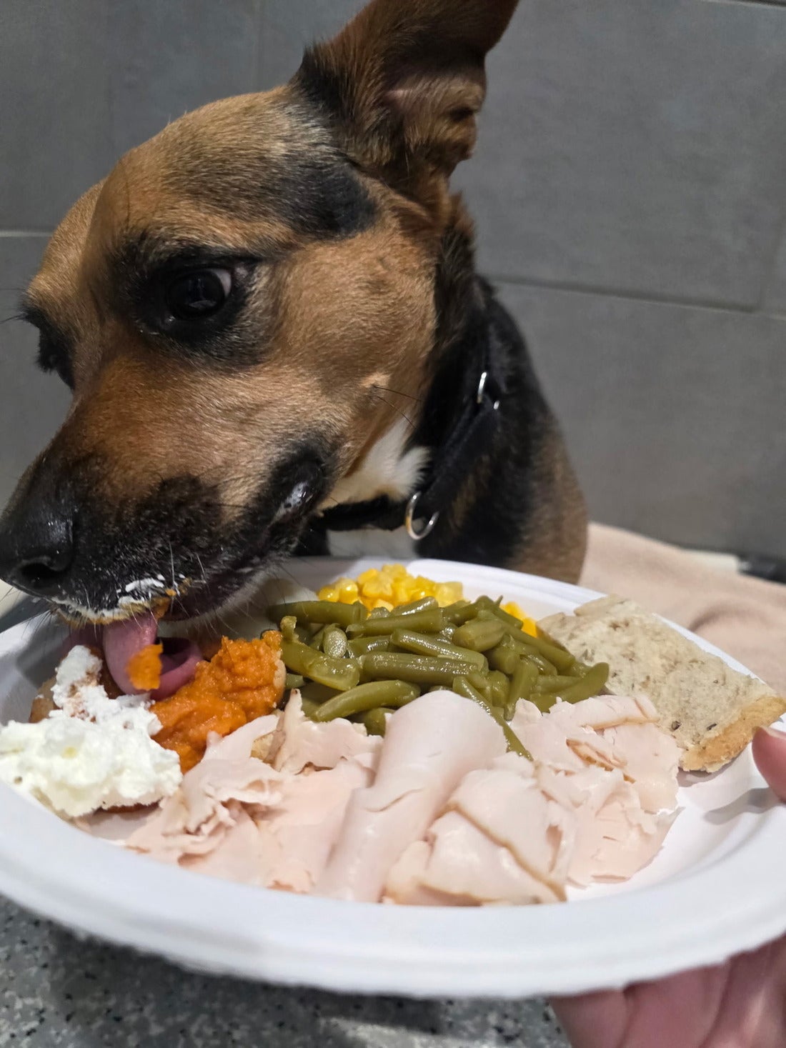 NEST Dog Boarding Retreat 5