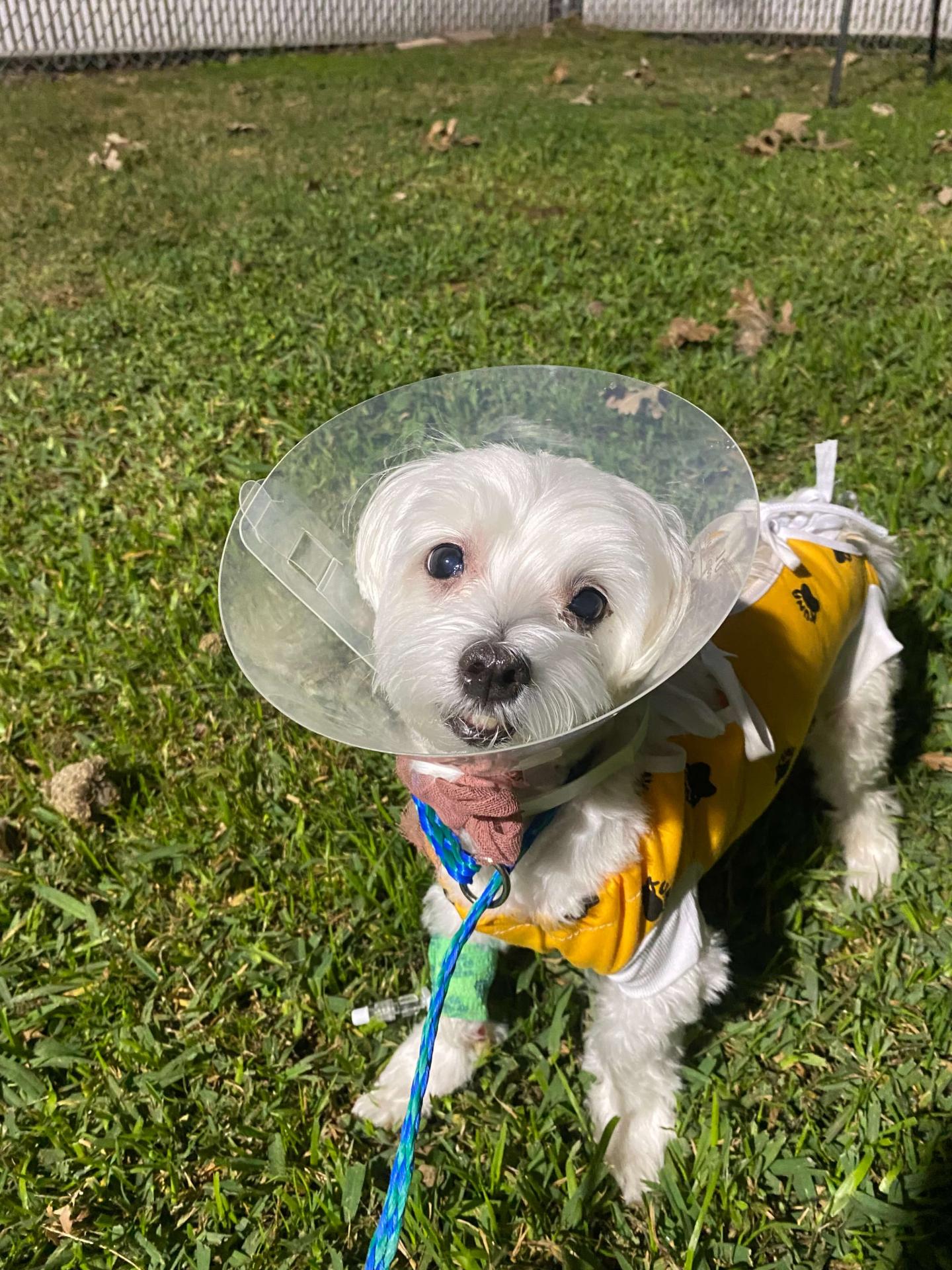 Dog Post-Surgery