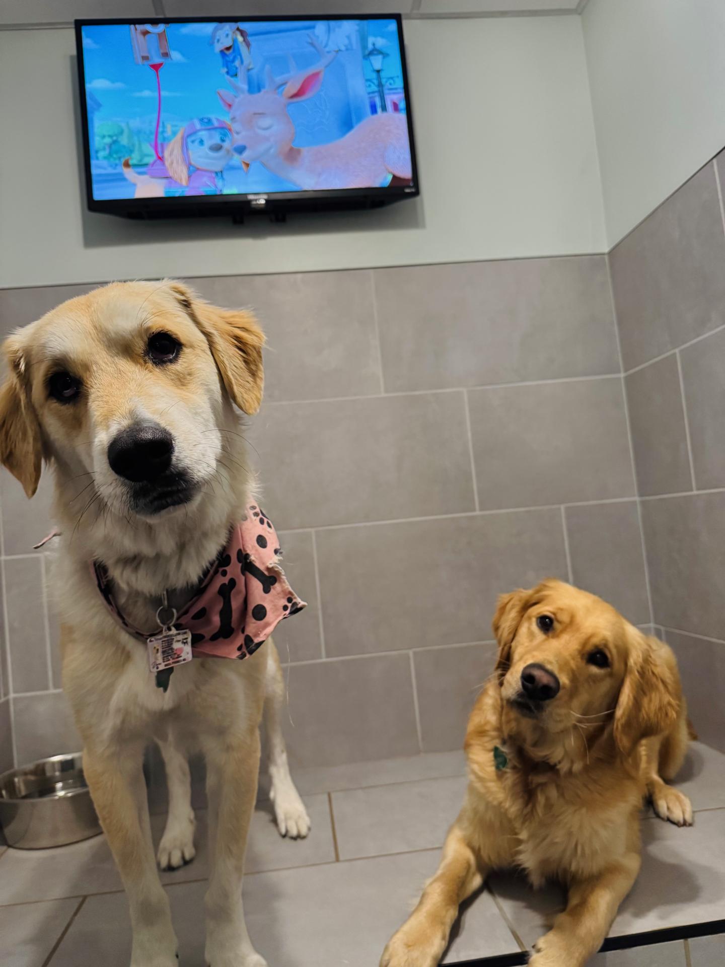 Dog Boarding Fun