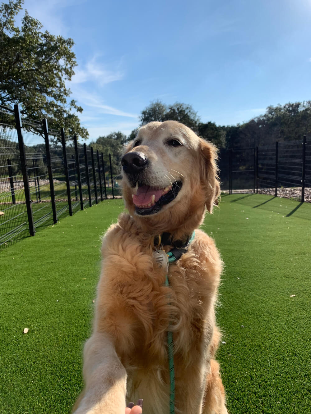 Dog Daycare Enrichment Golden Retriever