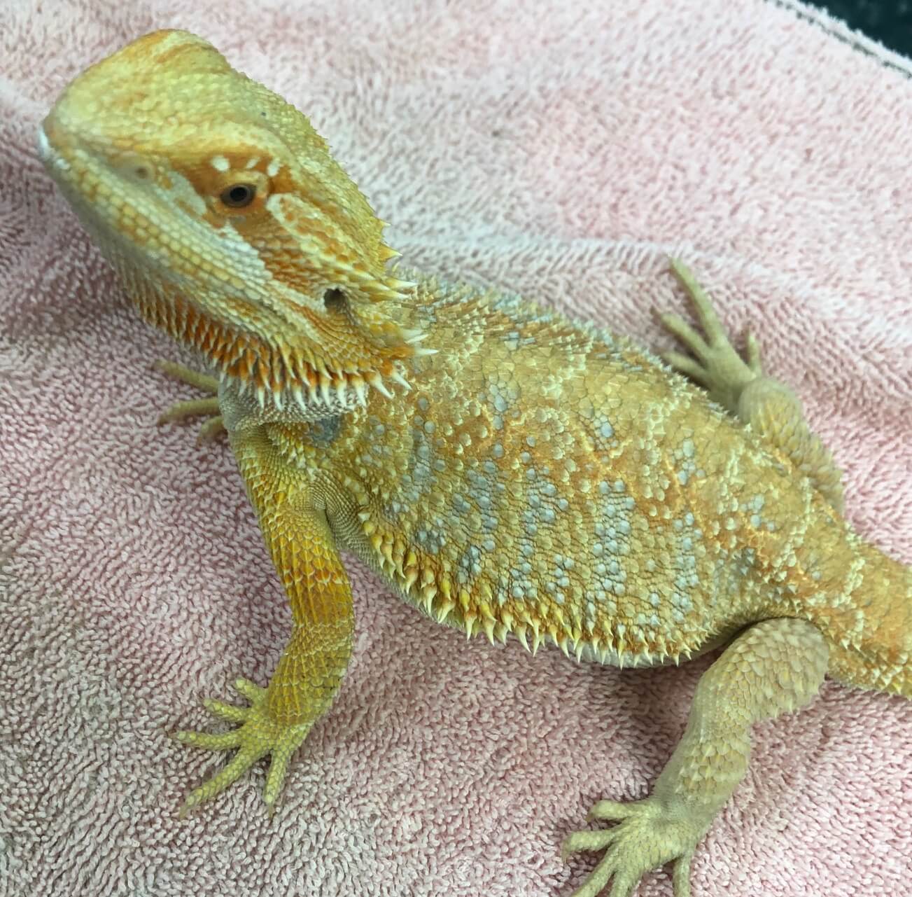 Reptile