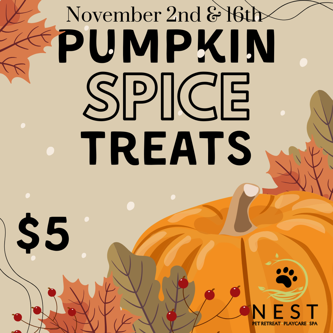 Pumpkin Spice Treats
