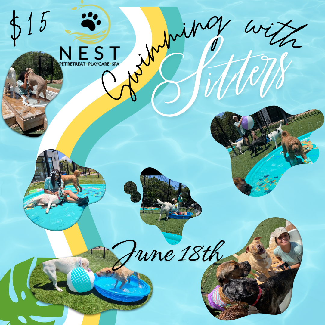 Swimming with Sitters at NEST Pet Retreat