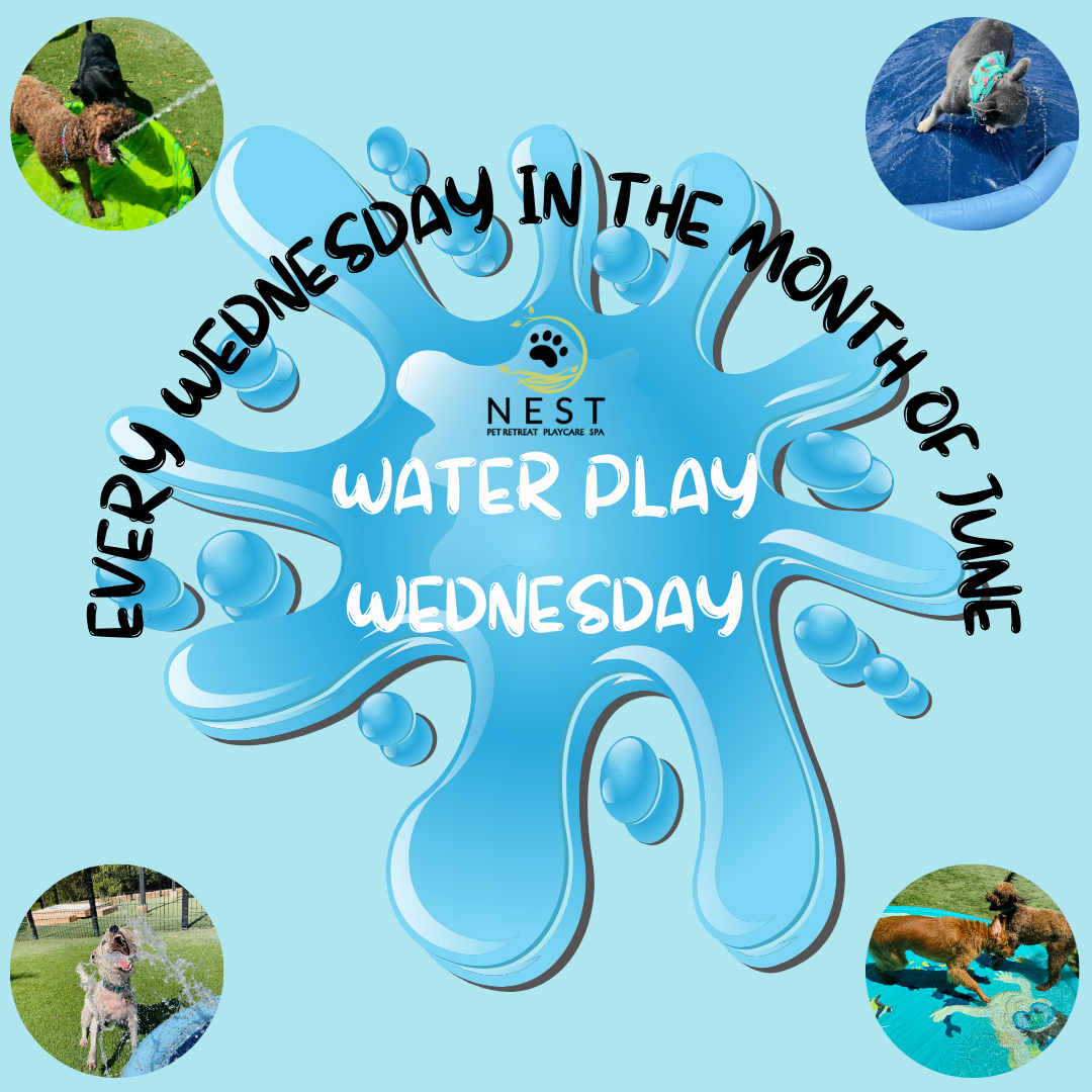 NEST Pet Retreat Water Day Wednesdays