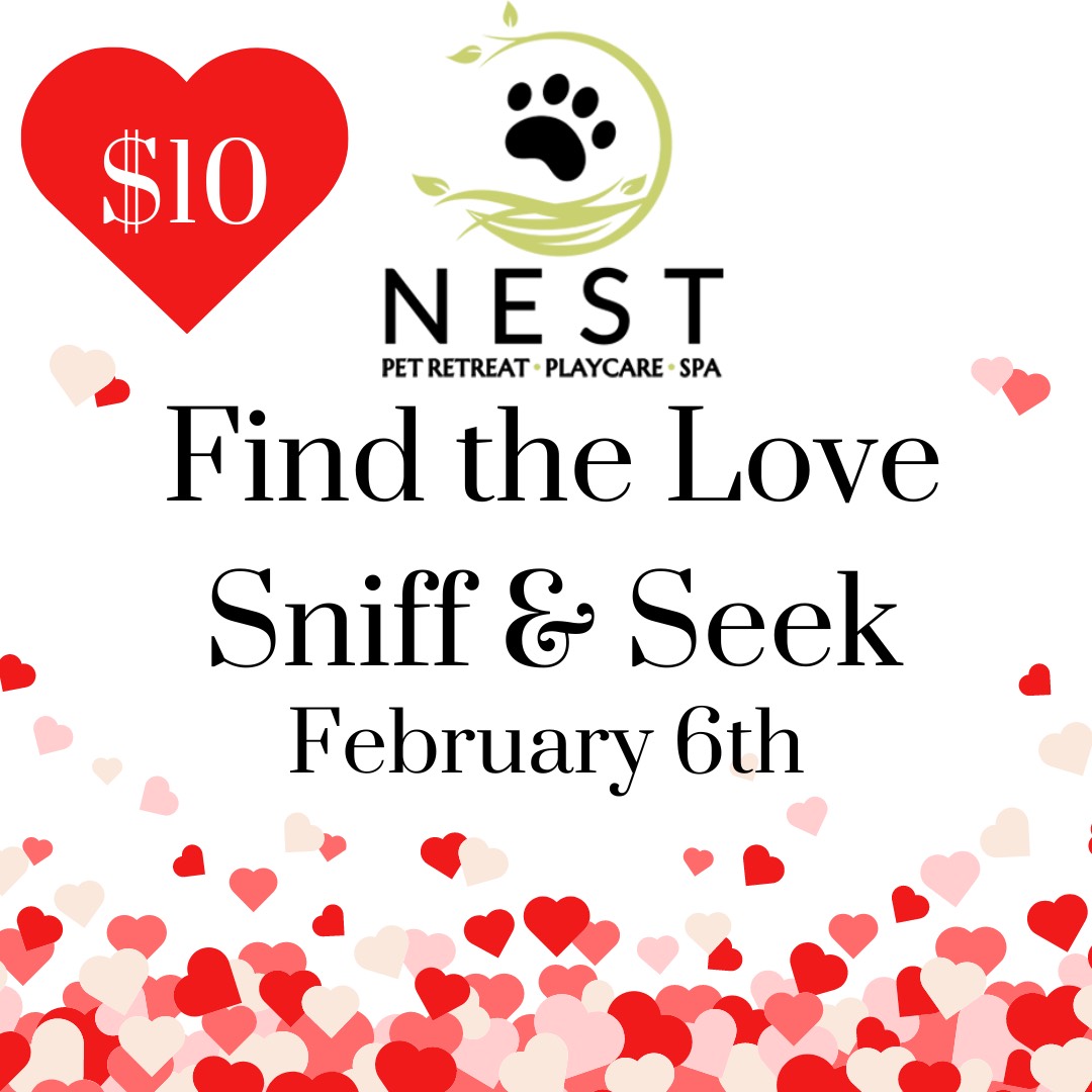 Sniff and Seek