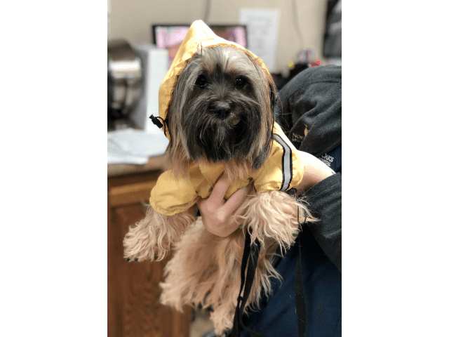 NOBAH Dog in Jacket