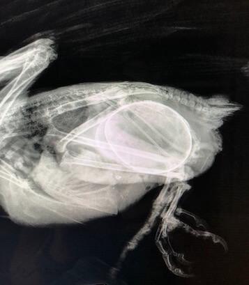 Chicken Radiology