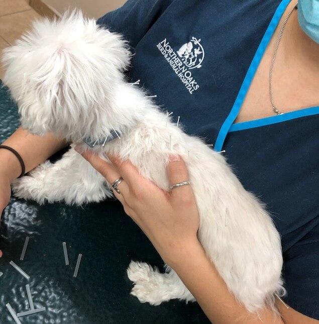 Dog Acupuncture
