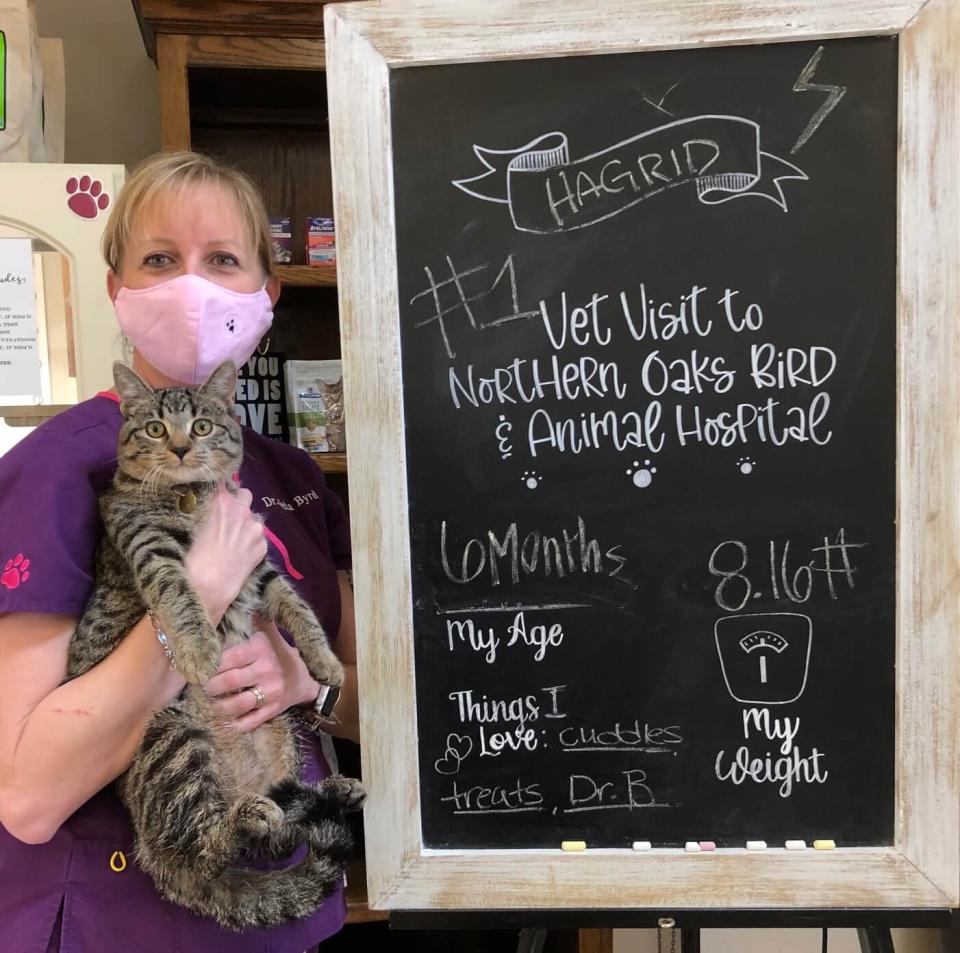 Kitty Preventative Care