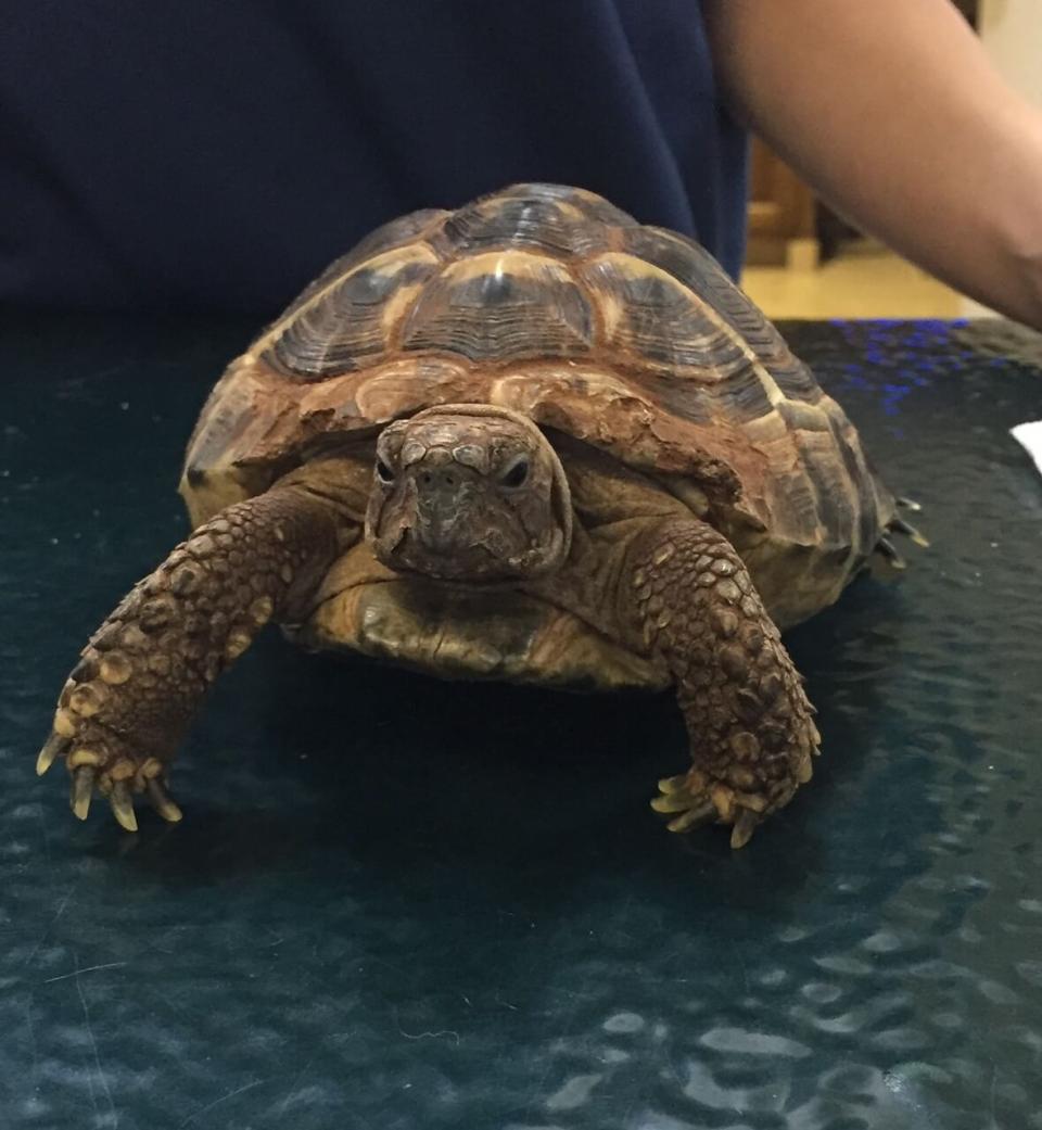 turtle