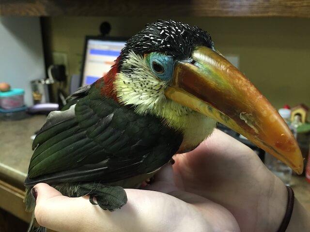 Bird