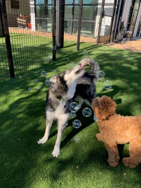 NEST Playcare Dog Bubbles