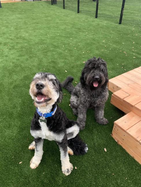 NEST Playcare Dogs Sitting