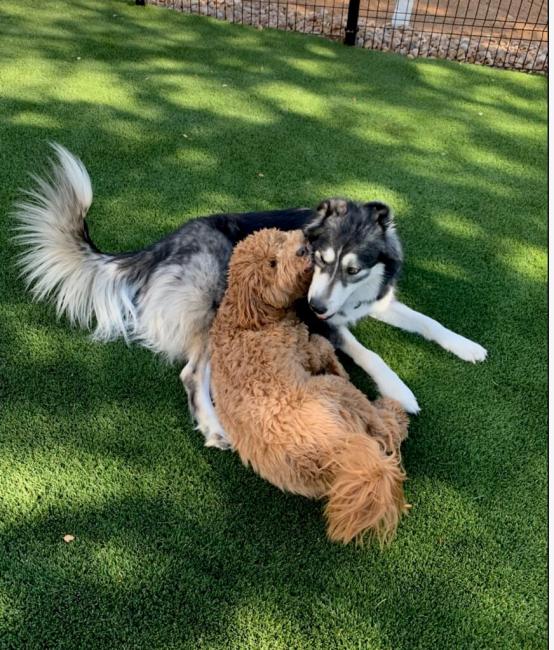 NEST Playcare Dogs Snuggling