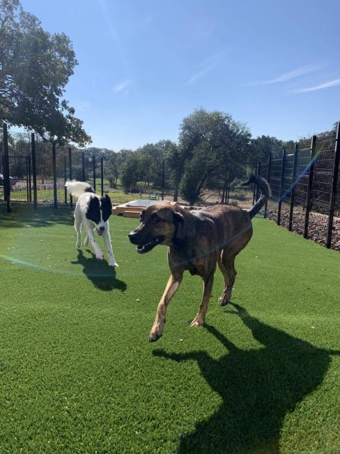 NEST Playcare Dogs Sunshine