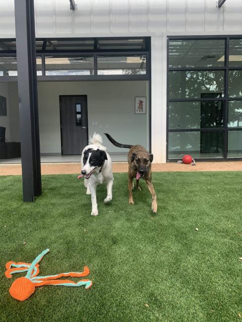 NEST Playcare Dogs Playing