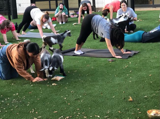 Goat Yoga Event at NEST