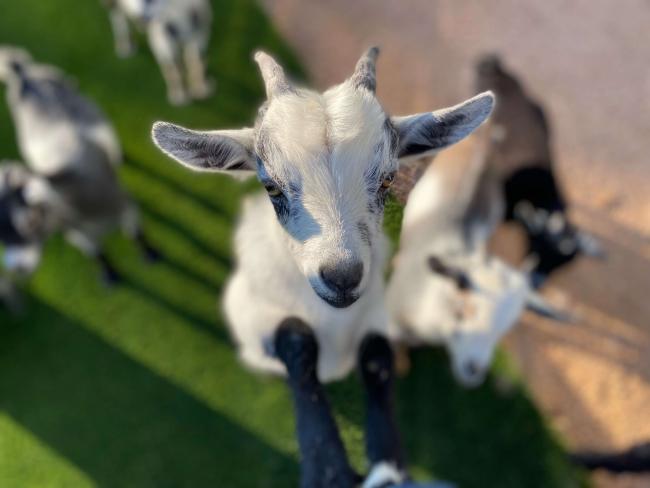 Goat Yoga Event at NEST