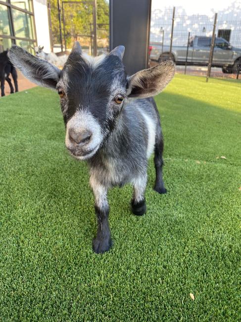 Goat Yoga Event at NEST