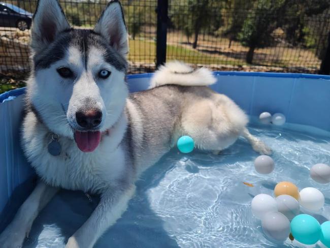 NEST Playcare Small Dog in Hula Hoop