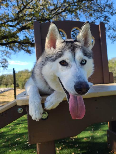 NEST Playcare Husky with tongue out